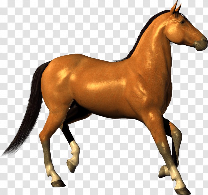 Mustang Foal Stallion - Colt - Horse Image Transparent PNG