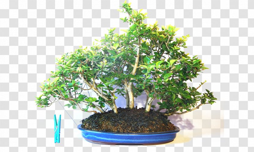 Chinese Sweet Plum Bonsai Japanese Maple Flowerpot Elm - Http Cookie Transparent PNG
