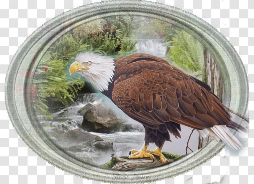 Bald Eagle Fauna Beak Wasserfall - Balerine Transparent PNG