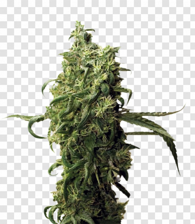 Cultivar Cannabis Hemp Seed Cash On Delivery Transparent PNG