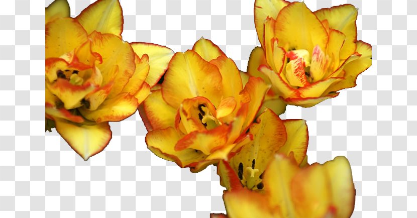 Yellow Tulip Flower - Designer - Crimping Tulips Image Transparent PNG