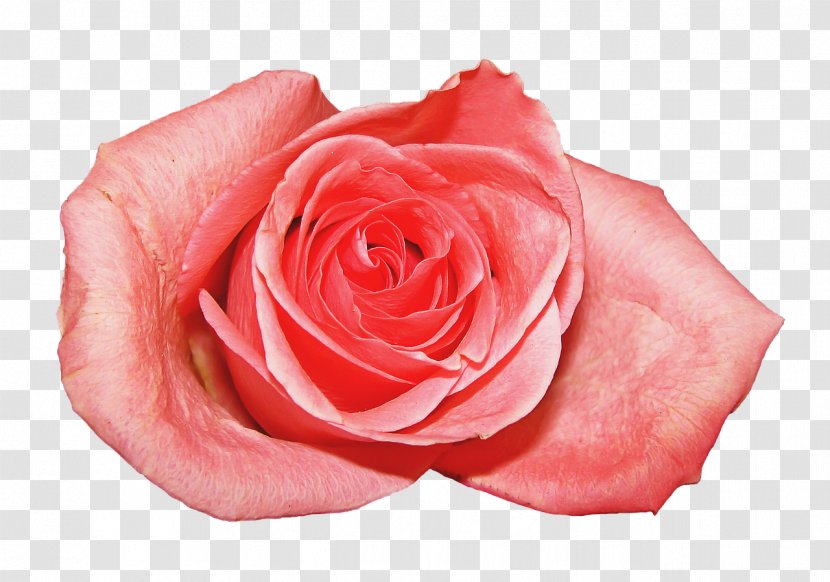 Flower Pink Garden Roses Beach Rose Rosaceae - Centifolia - Rosa Transparent PNG