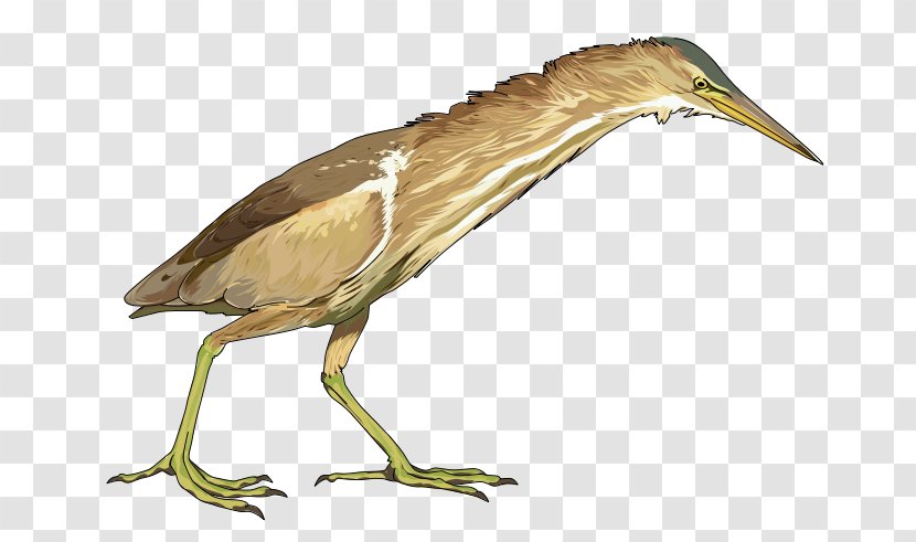 Little Bittern Bird Heron Clip Art - Vulture Transparent PNG