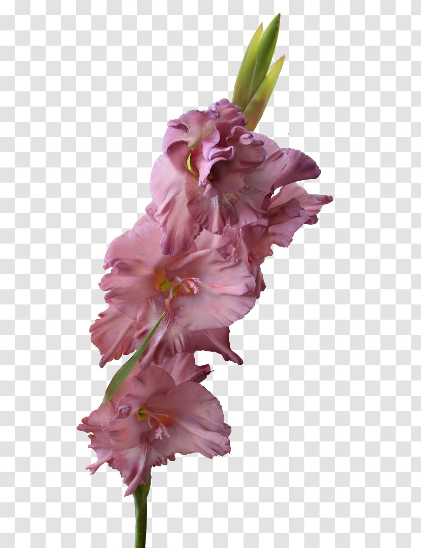 Gladiolus Flower Bulb Clip Art Transparent PNG