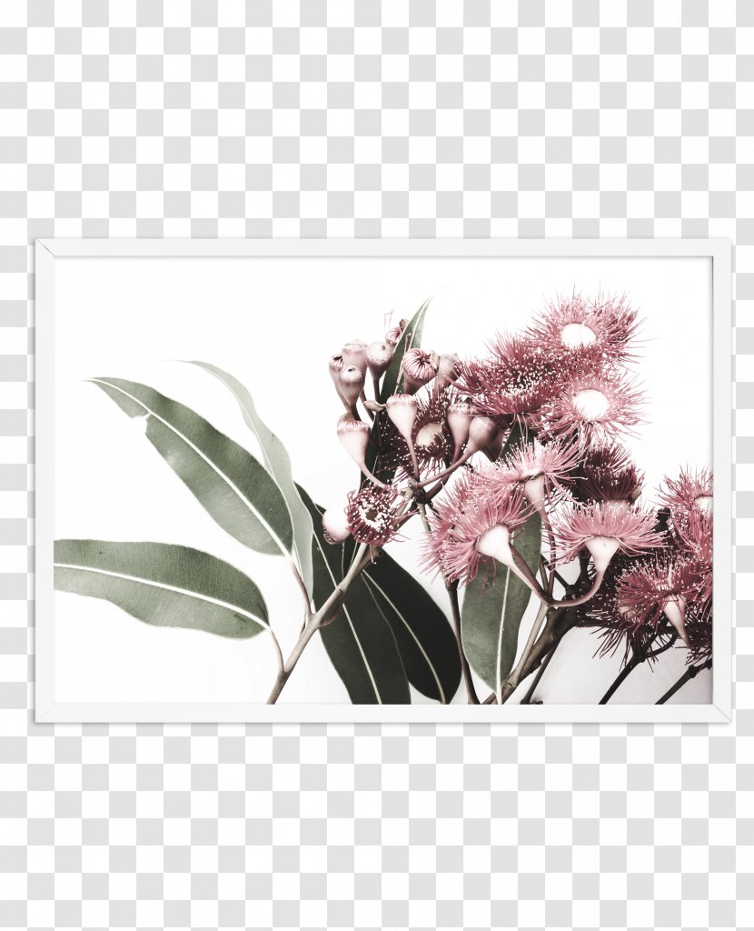 Gum Trees Floral Design Flower Blossom Printmaking Transparent PNG