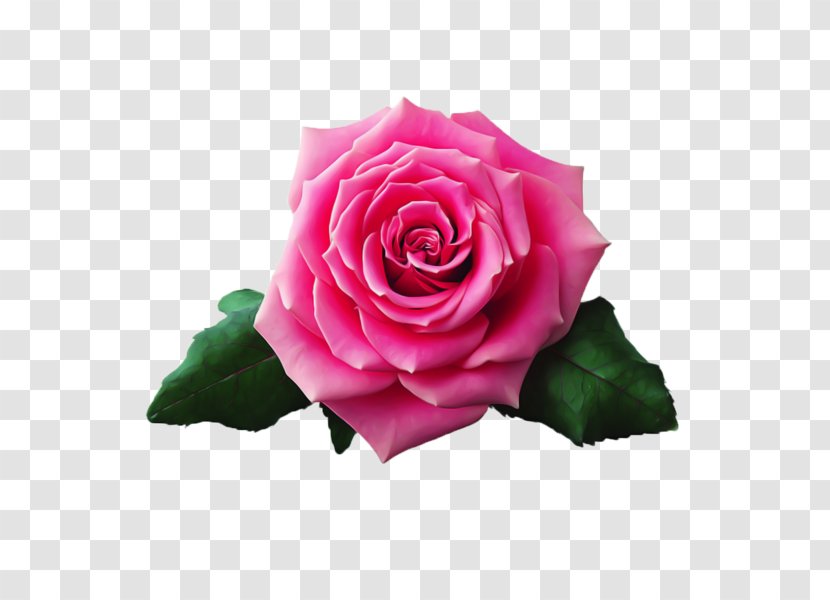 Beach Rose Still Life: Pink Roses Flower Garden Transparent PNG