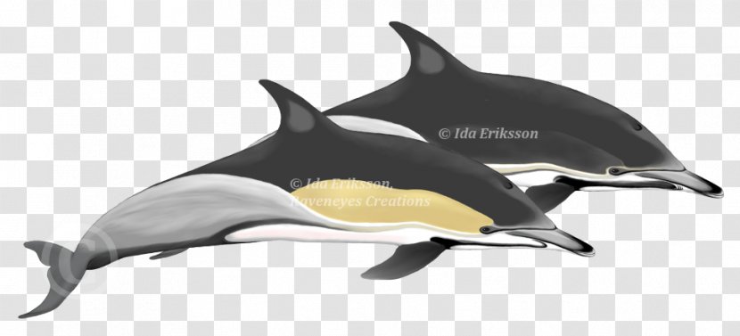 Short-beaked Common Dolphin Tucuxi Oceanic Tarifa - Animal - Risso's Transparent PNG