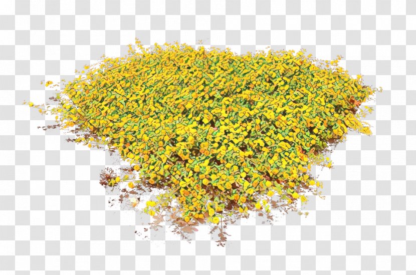 Yellow Plant Flower Pollen Perennial Transparent PNG