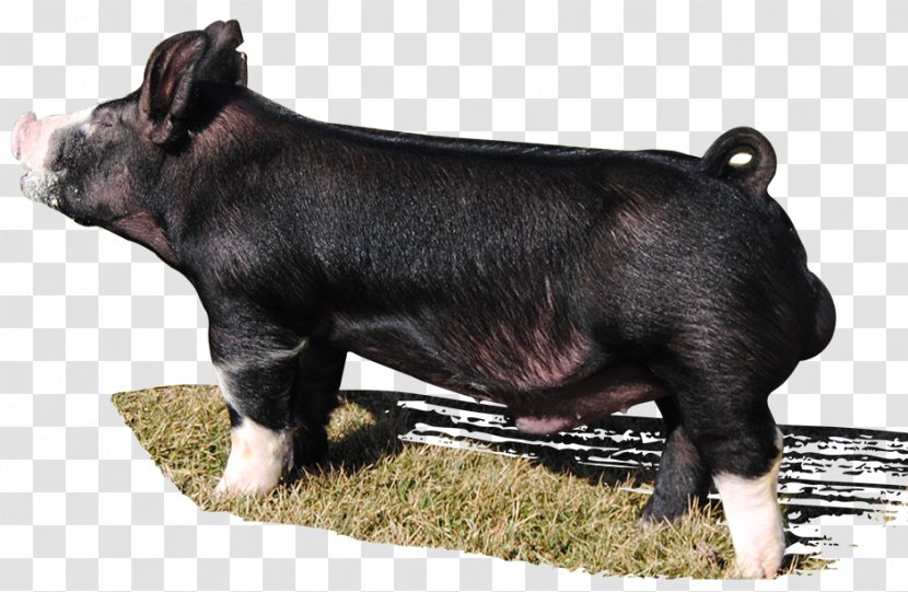 Berkshire Pig Hampshire Duroc Dog Breed - Boar Transparent PNG