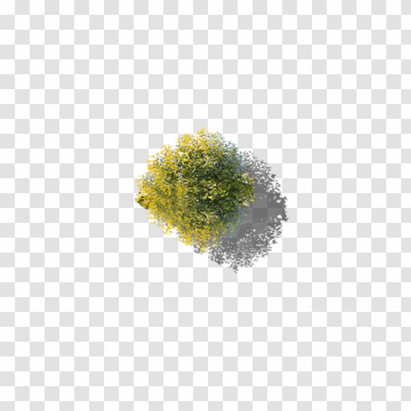 Tree - Yellow - Overlooking Ginkgo Transparent PNG