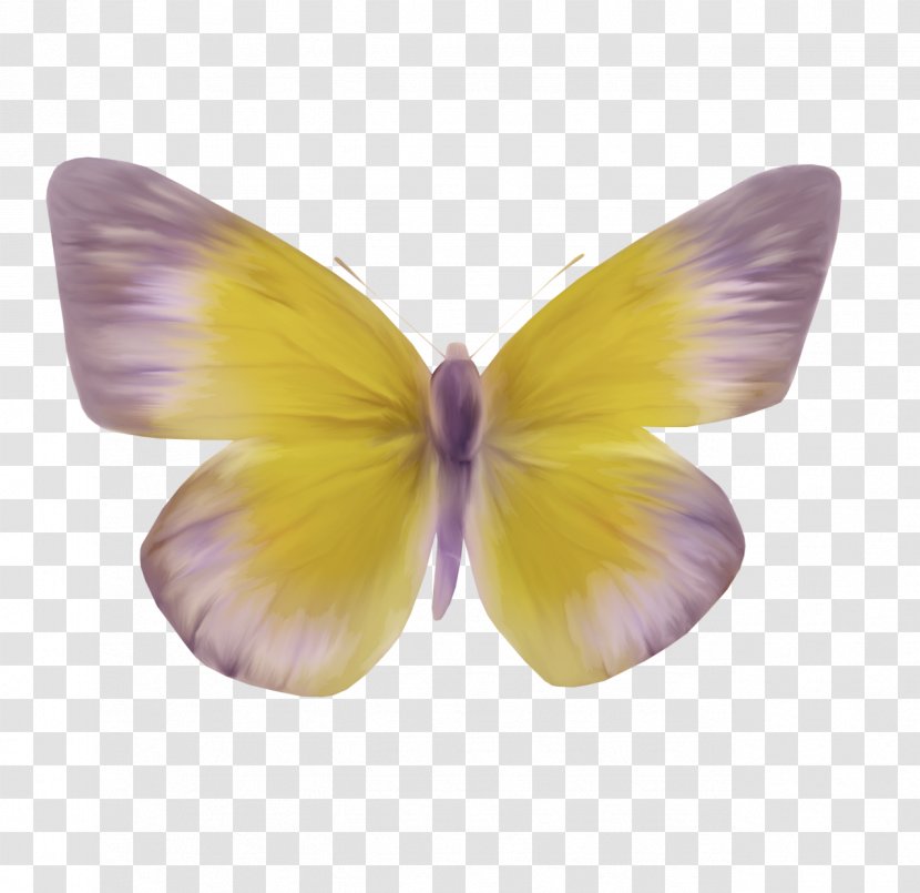 Butterfly Moth Clip Art - Pollinator - Mystique Transparent PNG