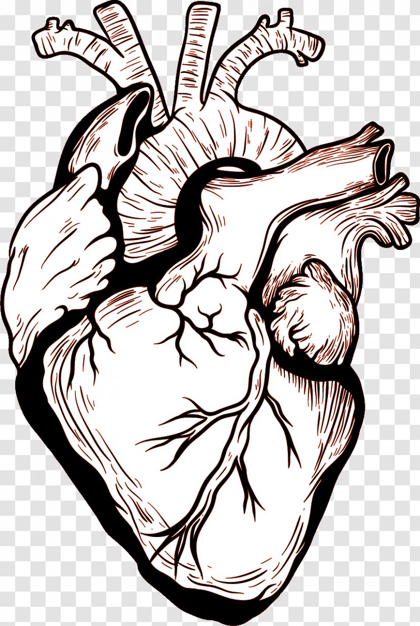 Heart Human Body Drawing - Frame Transparent PNG