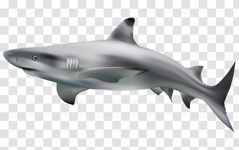 Great White Shark Clip Art - Material Transparent PNG