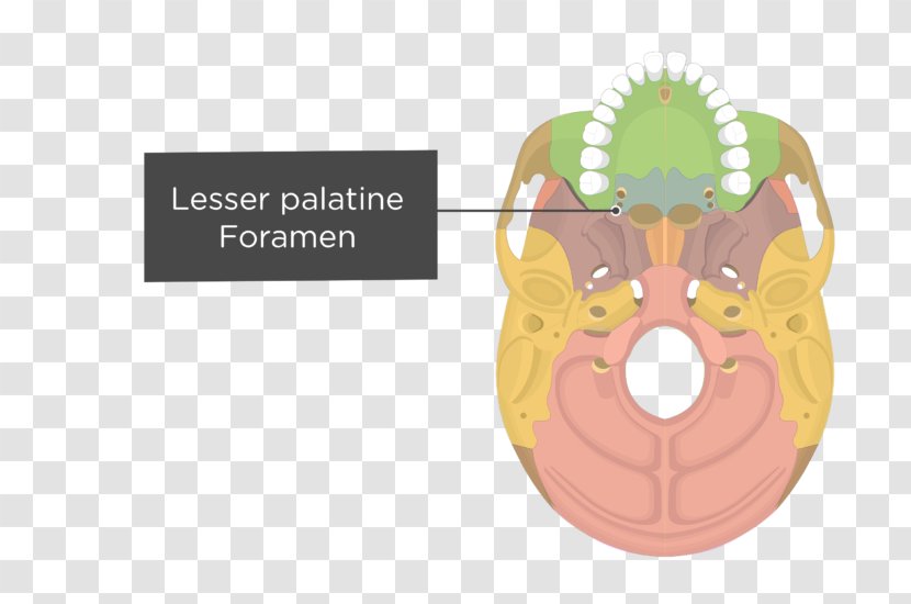 Vomer Occipital Bone Palatine Temporal - Flower - Skull Transparent PNG