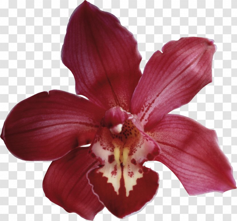 Orchids Flower - Magenta - Orchid Transparent PNG