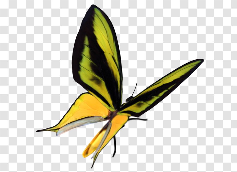 Monarch Butterfly Moth Clip Art - Leaf - Creative Garden Transparent PNG