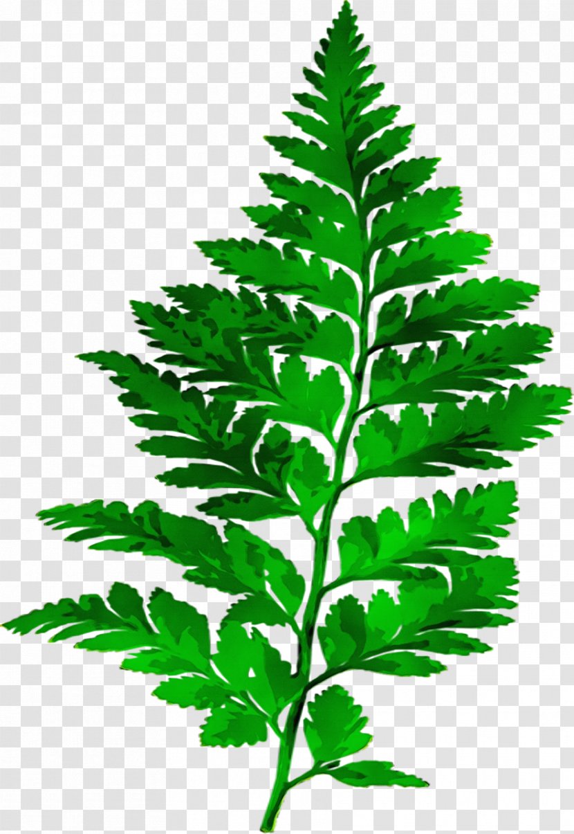 Fern Leaf Plants Vascular Plant - Herb - Flora Transparent PNG