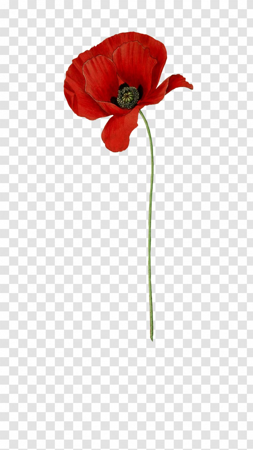 Common Poppy Flower Daisy Red - Blue Transparent PNG