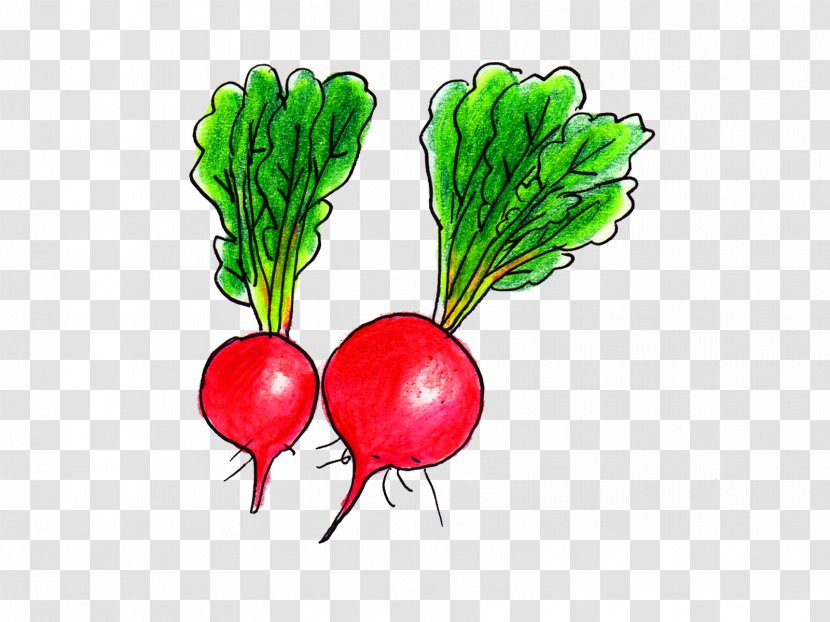 Radish Greens Budi Daya Food Tomato - Superfood - Monocropping Transparent PNG