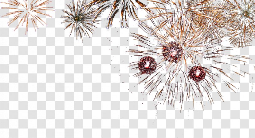 Poster - Pine Family - Splendid Fireworks Transparent PNG