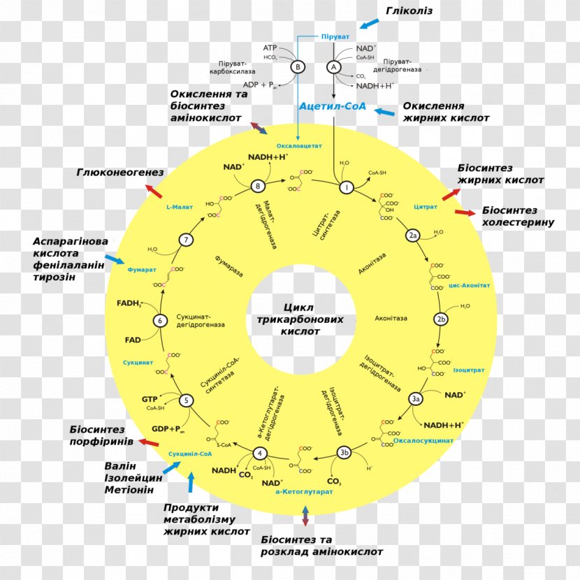 Citric Acid Cycle Metabolism Biochemistry Cell Biology - Hans Adolf Krebs Transparent PNG