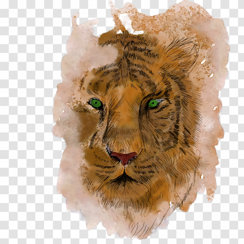 Lion Tiger Drawing Sketch Cat Transparent PNG