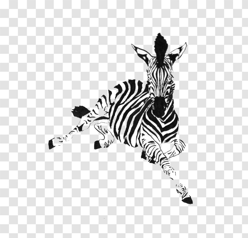 Zebra Horse Drawing Ink Animal Transparent PNG