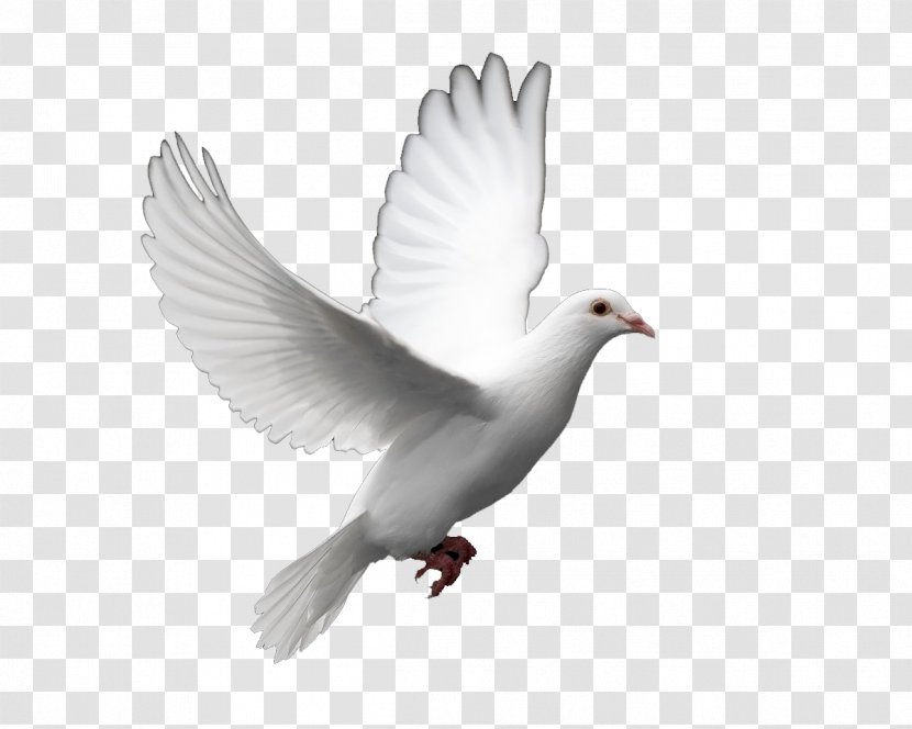 Columbidae Bird Doves As Symbols Peace Clip Art - Symbol - Pigeon Transparent PNG