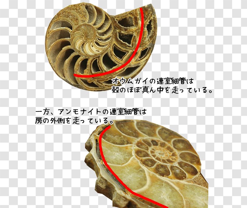 Nautilidae Living Fossil Ammonites Organism - Ammonite Transparent PNG