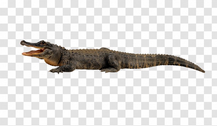 Nile Crocodile Alligator Reptile - Crocodiles Transparent PNG