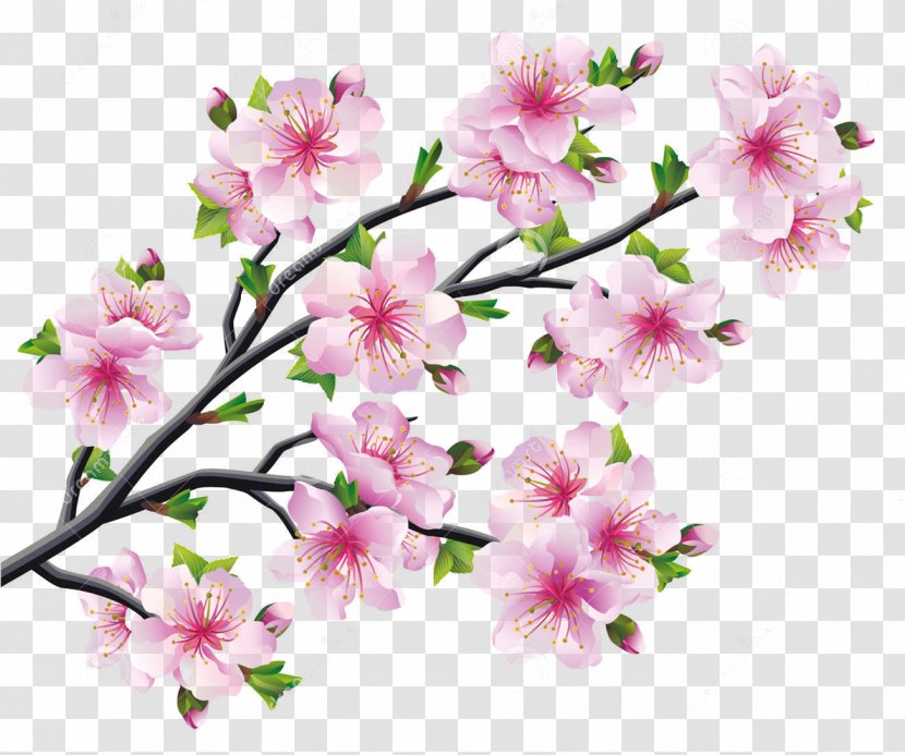 Cherry Blossom Drawing Tree - Flower - Blossoms Transparent PNG