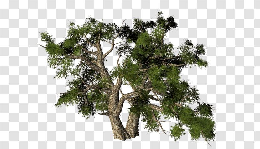 Pine Email Image Map - Conifer - Houseplant Transparent PNG