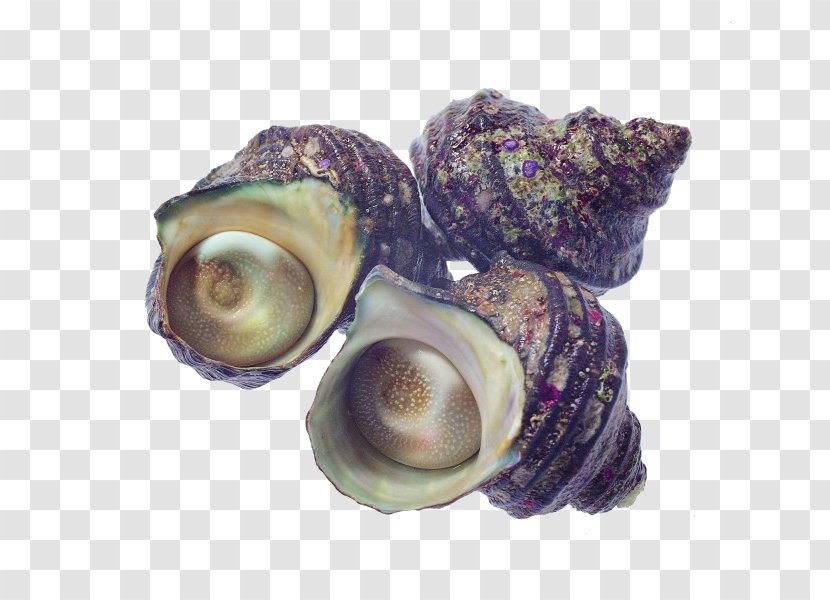 Seafood Oyster Mussel Shellfish - Turbo Cornutus - Conch Transparent PNG