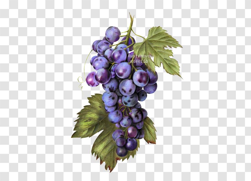 Common Grape Vine Raceme Seedless Fruit - Purple Grapes Transparent PNG