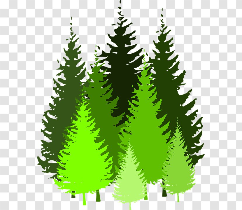 Eastern White Pine Tree Clip Art - Family Transparent PNG