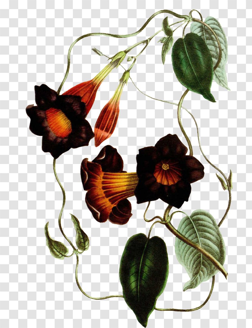 Botany Botanical Illustration Flower Petal Flora - Biodiversity Heritage Library Transparent PNG