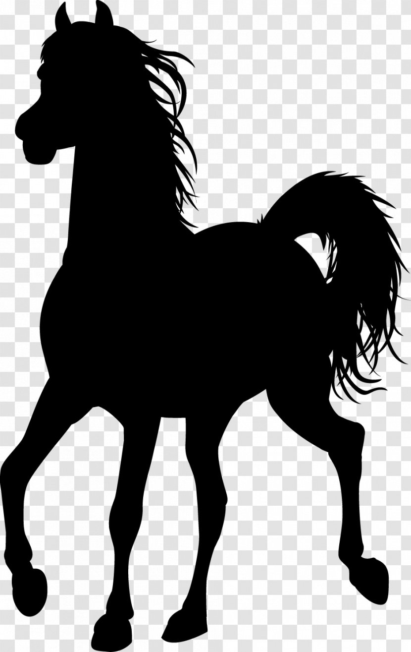 Mustang Pony Foal Stallion Black & White - Mammal - M Transparent PNG