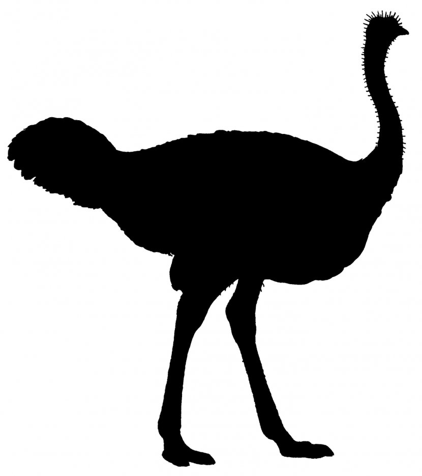 Common Ostrich Flightless Bird Silhouette Clip Art Transparent PNG