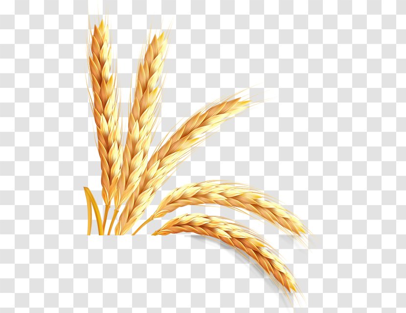 Emmer Information Einkorn Wheat - Gratis - Cereal Transparent PNG
