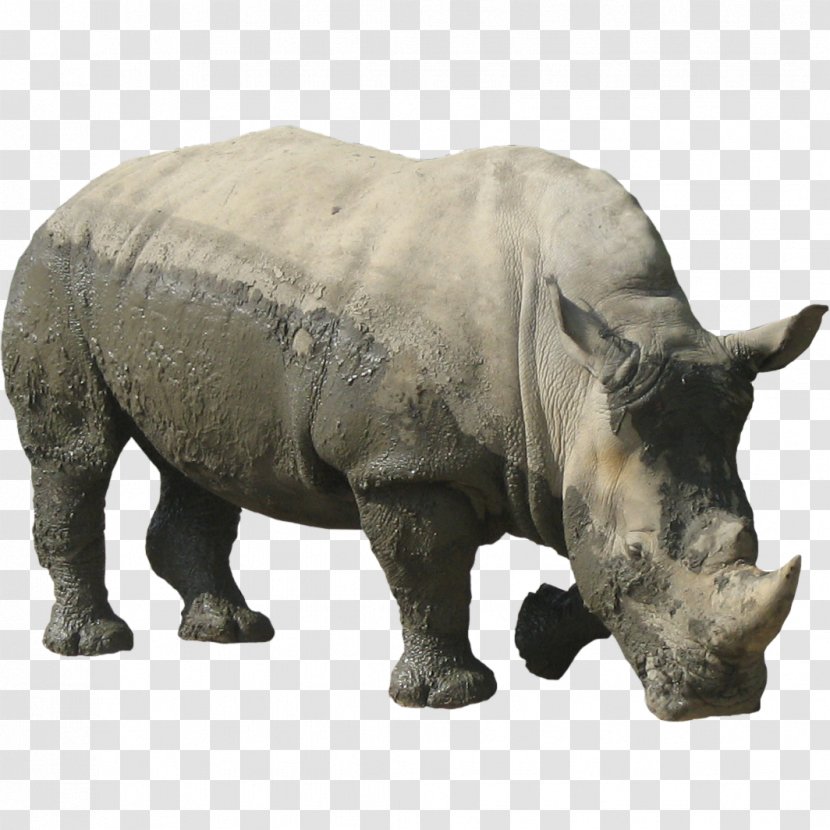 Rhinoceros Clip Art - Wildlife - Free Download Transparent PNG