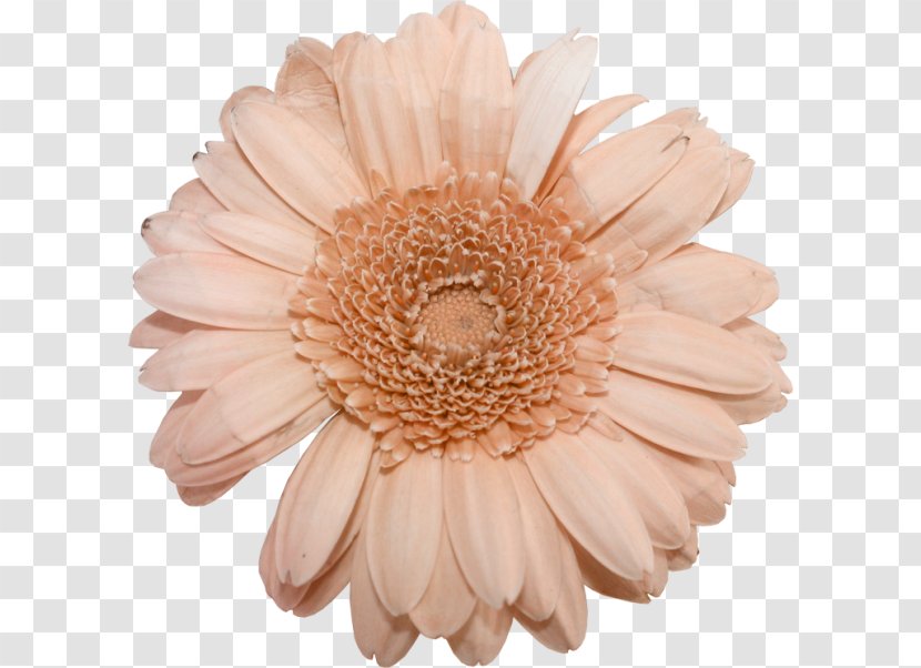 Transvaal Daisy Cut Flowers Petal Peach - Gerbera Transparent PNG