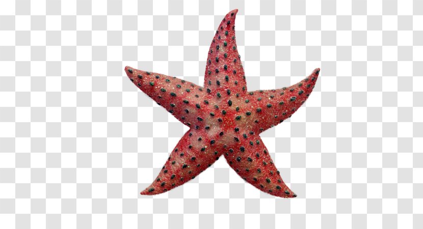 Macy's Logo - Invertebrate - Starfish Transparent PNG