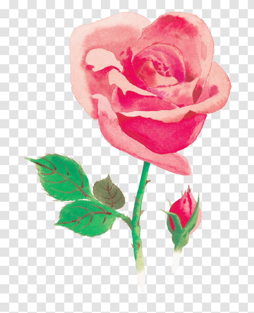 Beach Rose Watercolor Painting Red Flower - Bud Transparent PNG