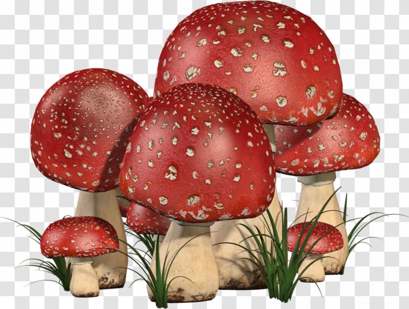 Edible Mushroom Fruit Fungus - Champignon Transparent PNG