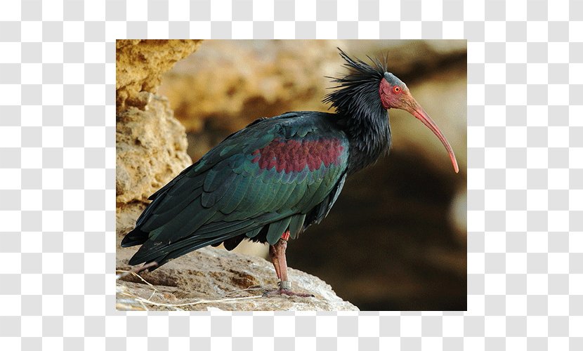 Bird Northern Bald Ibis Southern Crested - Ciconiiformes Transparent PNG