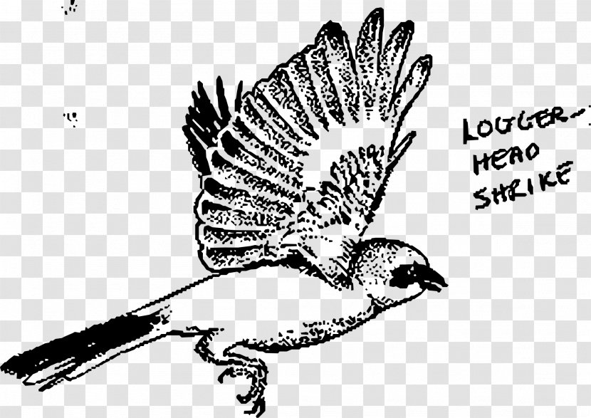 Mockingbird Loggerhead Shrike Drawing - Flying Bird Transparent PNG