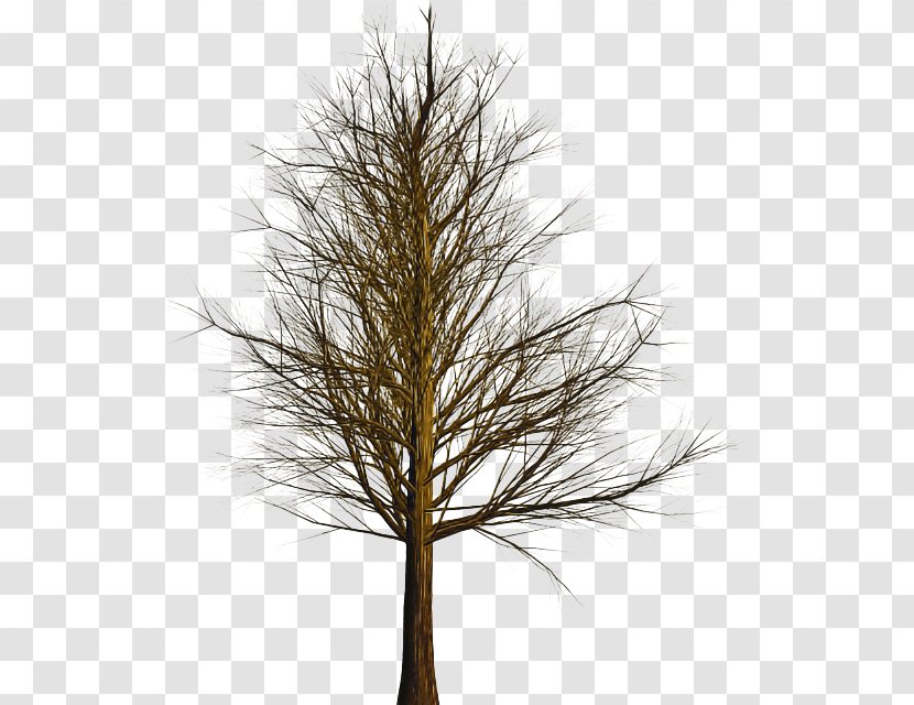 White Pine Tree Red Lodgepole Western Yellow - Shortstraw Georgia Transparent PNG