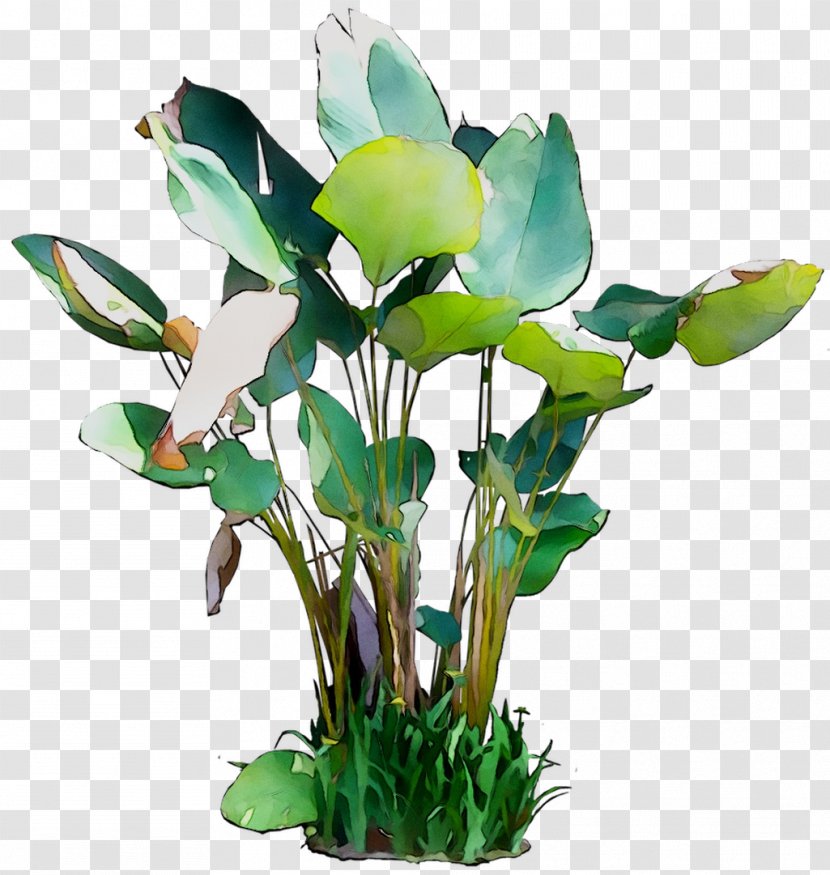 Floral Design Cut Flowers Leaf Plant Stem - Anthurium Transparent PNG