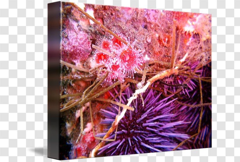 Sea Urchin Marine Biology Purple Transparent PNG