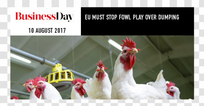 Chicken As Food Poultry Farming - Play Stop Transparent PNG